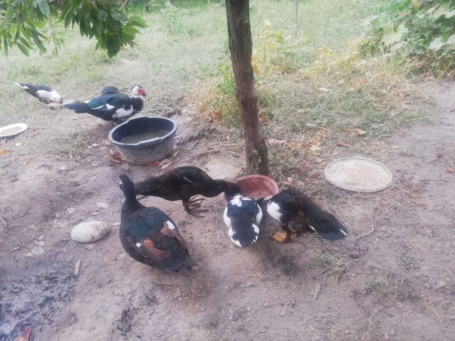 Indoutka o'rdaklar sotiladi