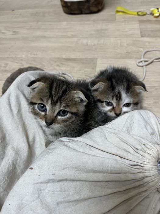 Отдам бесплатно котят шотландскаявислоухая