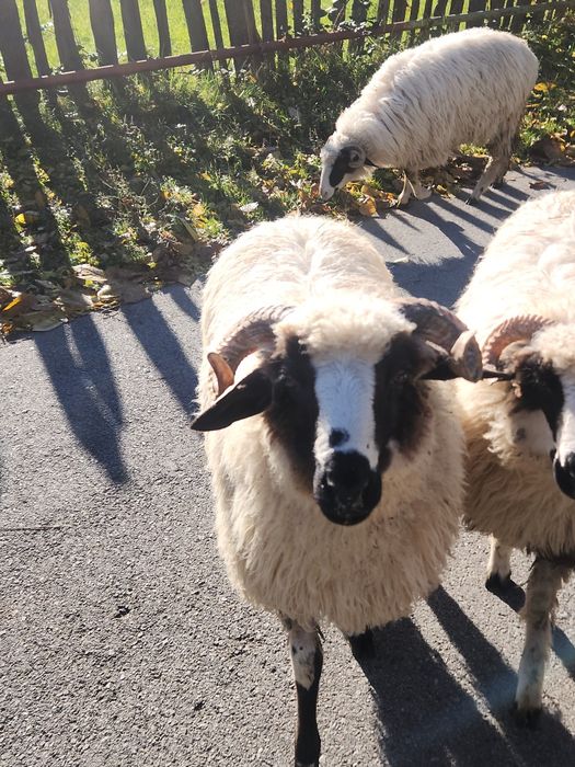 2 miori + 2 berbecuți brezi