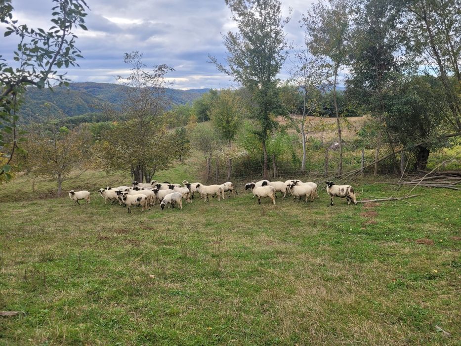 De vânzare miei de 8 luni