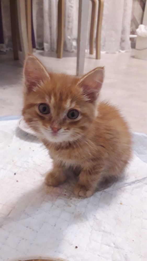 Подарю котят, мальчики