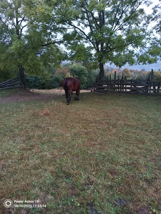Cai de vânzare frumoși și puternici