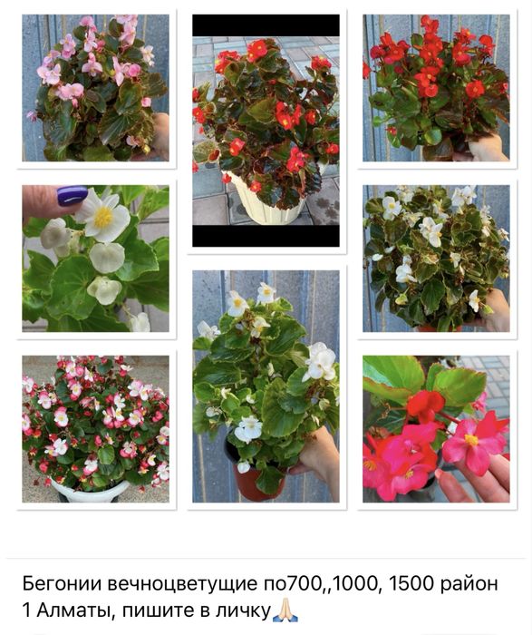 Продам Бегонии вечноцветущие