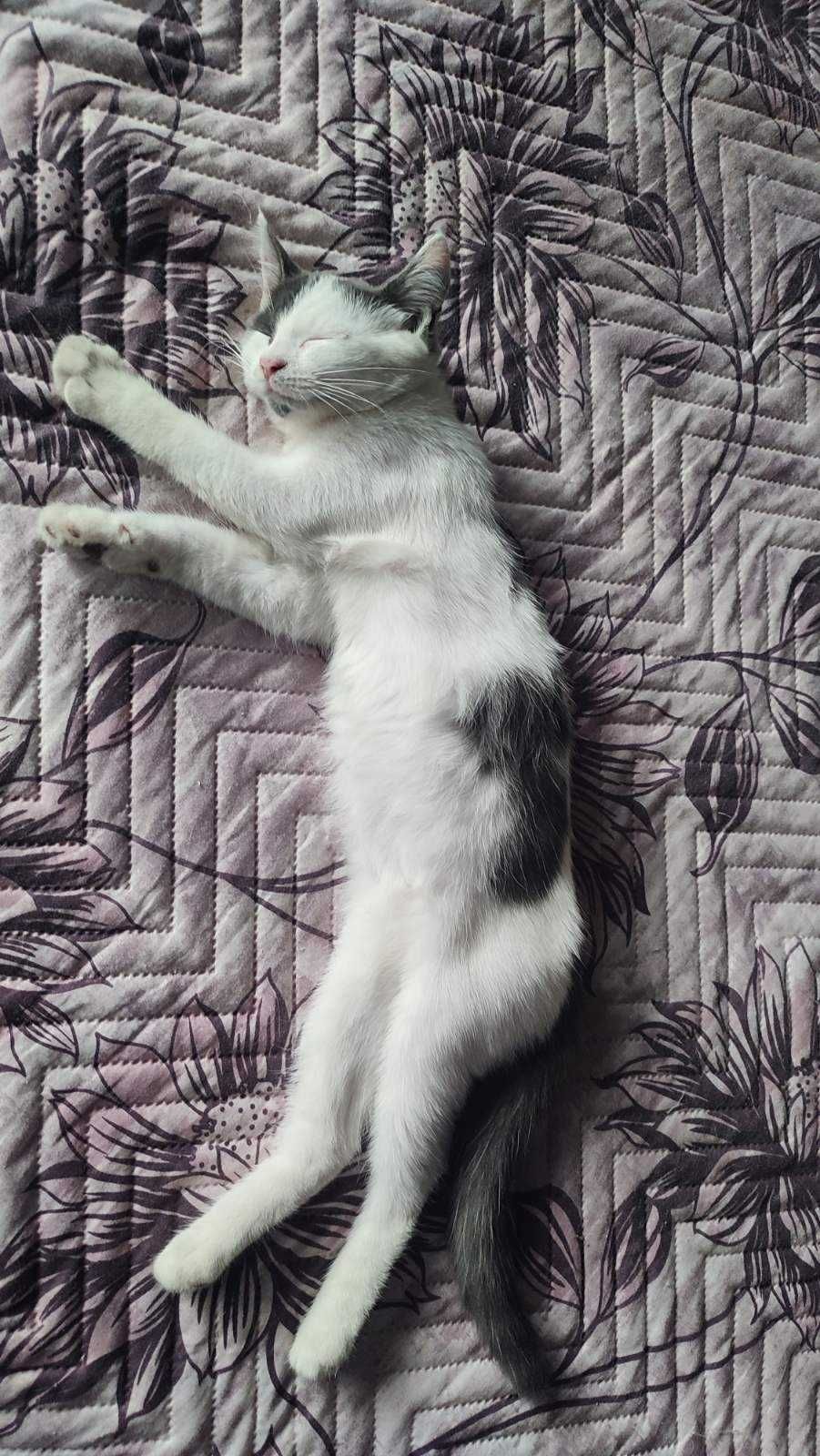 Подарявам котенца