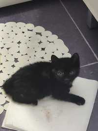 Pisic negru, mic, in cautare de casuta