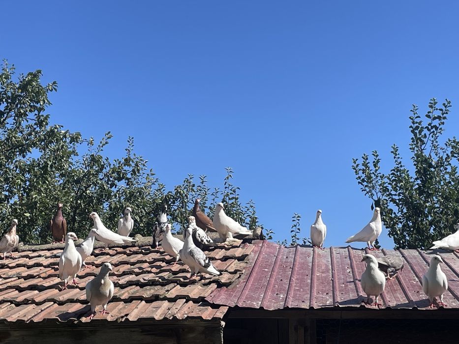 Vand schimb voiajori diferite culori