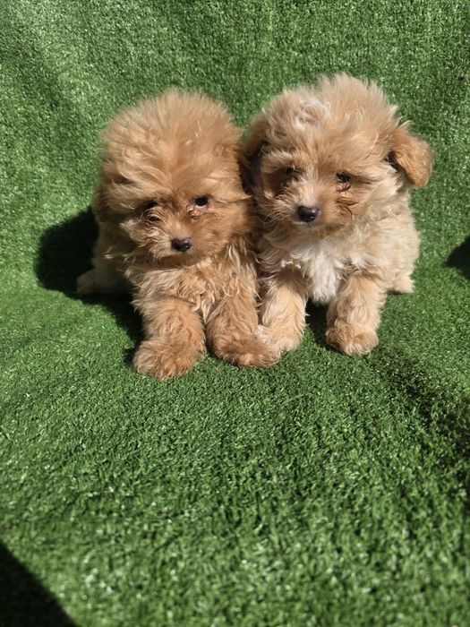 Малтипу момчета/