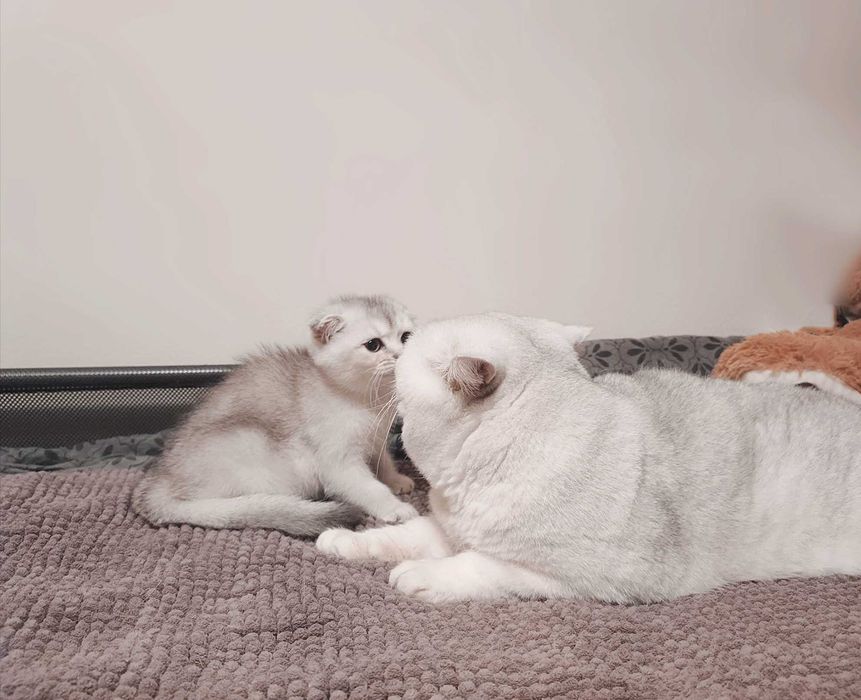 Чистокръвен шотландски клепоух, мъжко