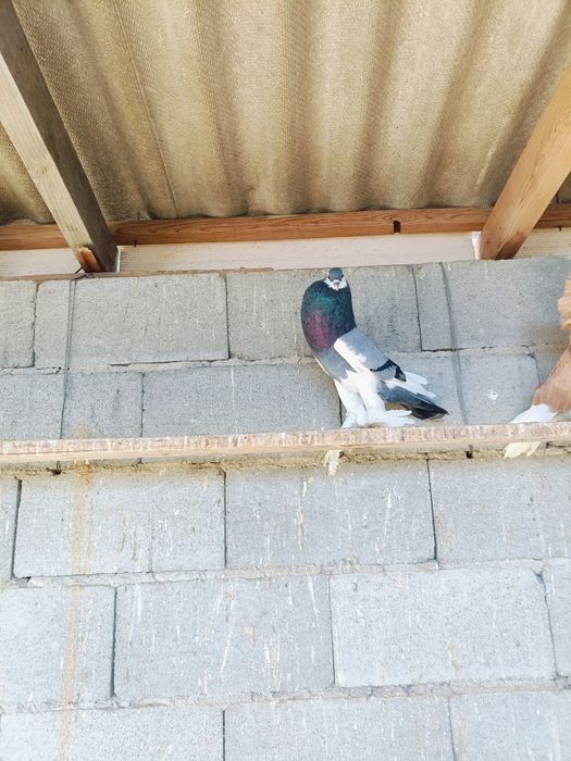 Голуби голуби голуби