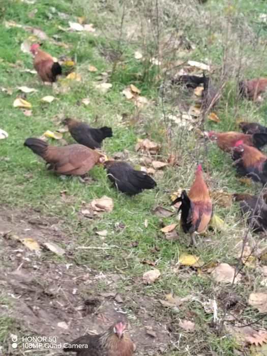 Продавам декоративни кокошки