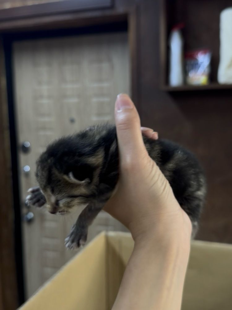 Отдам котенка , котят, кошку