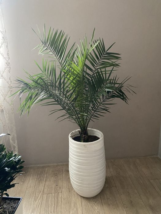 пальма срочно 160-200см крупное растение цветы ПЕРЕСАЖЕНЫ