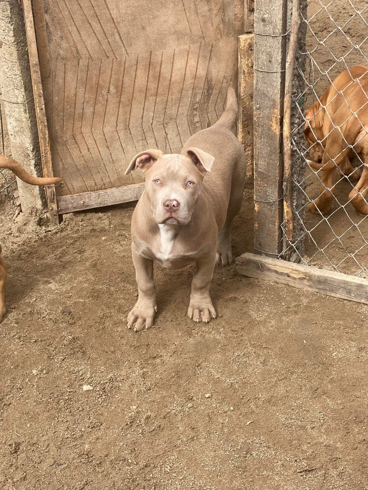 American bully femelă