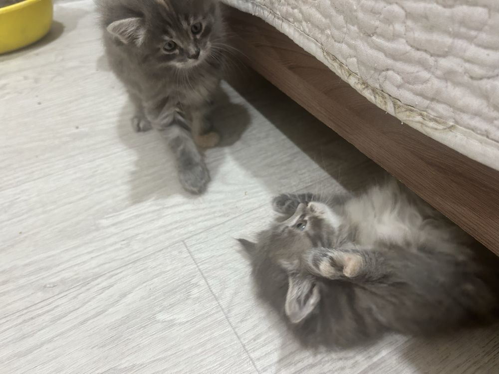 Отдаем котят в хорошие руки девочки