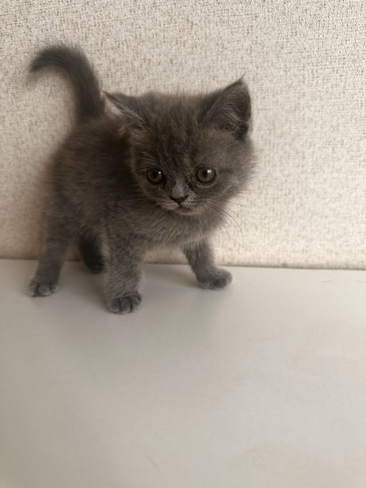 британская короткошерстная