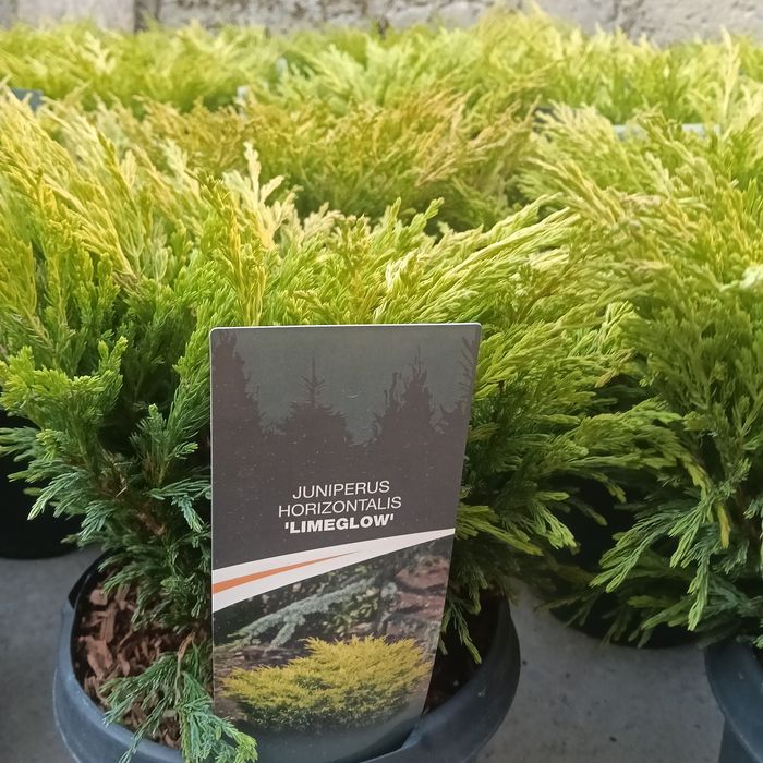 Можжевельники разных видов