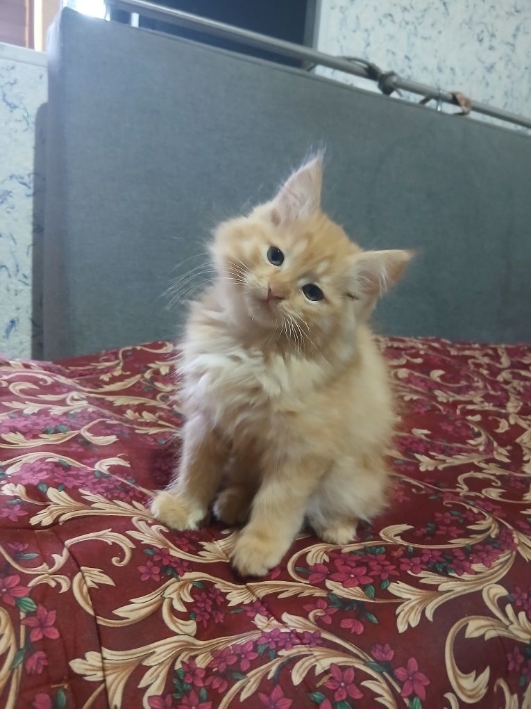 Продаётся котёнок мейн-кун с золотой шиншиллой