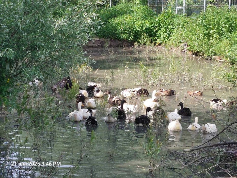 Vând rațe de carne crescute natural în iaz