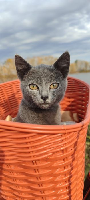 Шикарный котенок только в добрые руки