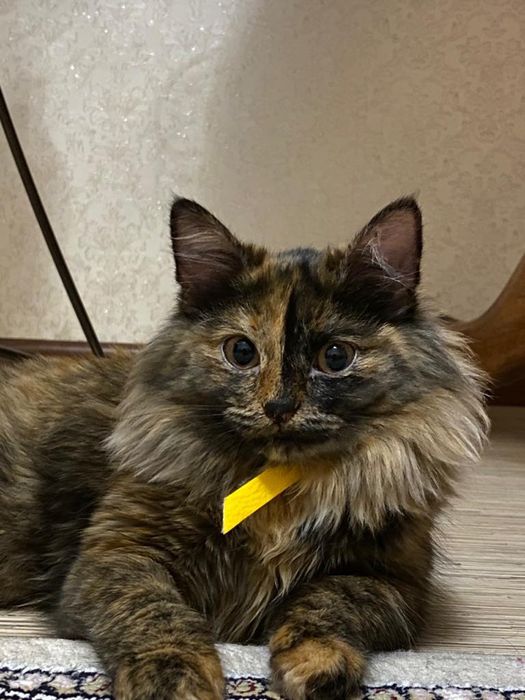 Крошка Ириска 2 год