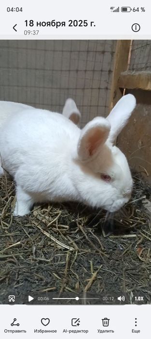 NZB Quyonlar sotiladi