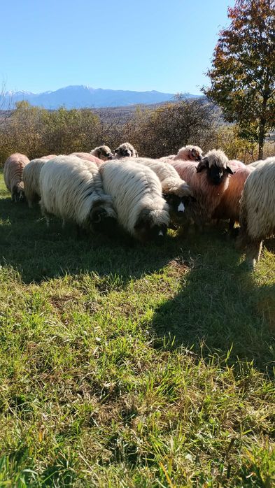 Vând 30 de oi urgent