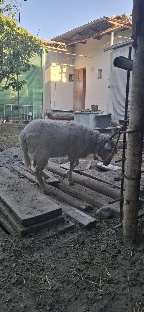 Merenos Ramanov quylar sotiladi