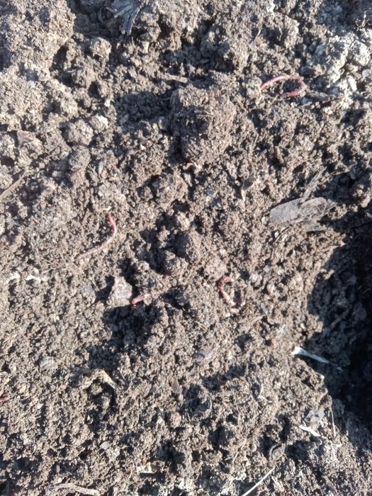 Daraxt koʻchatlari ozuqa biyagomis