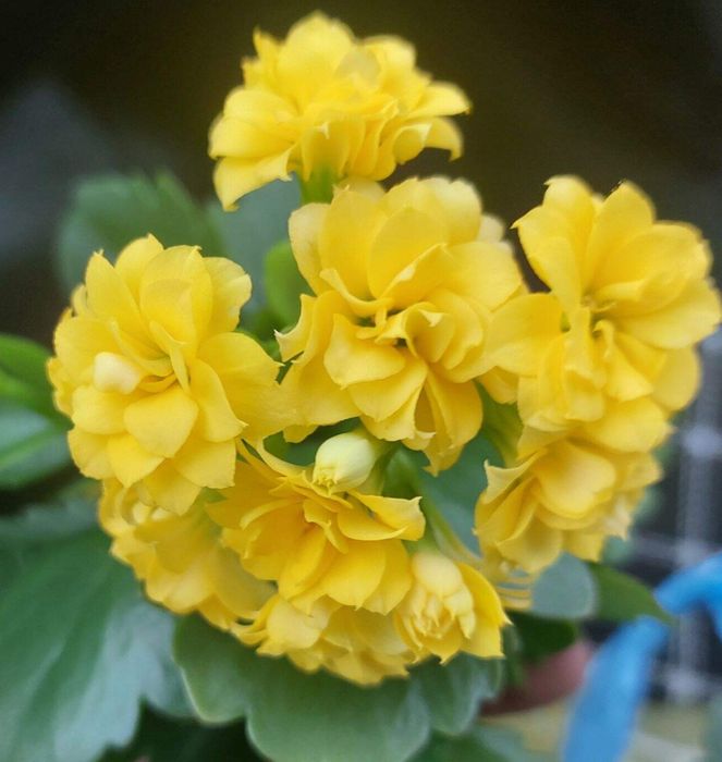 Комнатные цветы разные