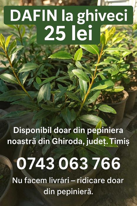 Vând Laur englezesc