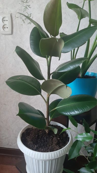 Продам комнатные цветы!