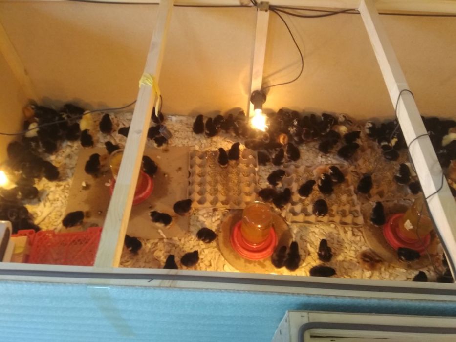 ИНКУБАТОРИ АВТОМАТ на 528шт и 1056 шт ЯИц+ВЫВАДНОЙ+Брудер Комплектда