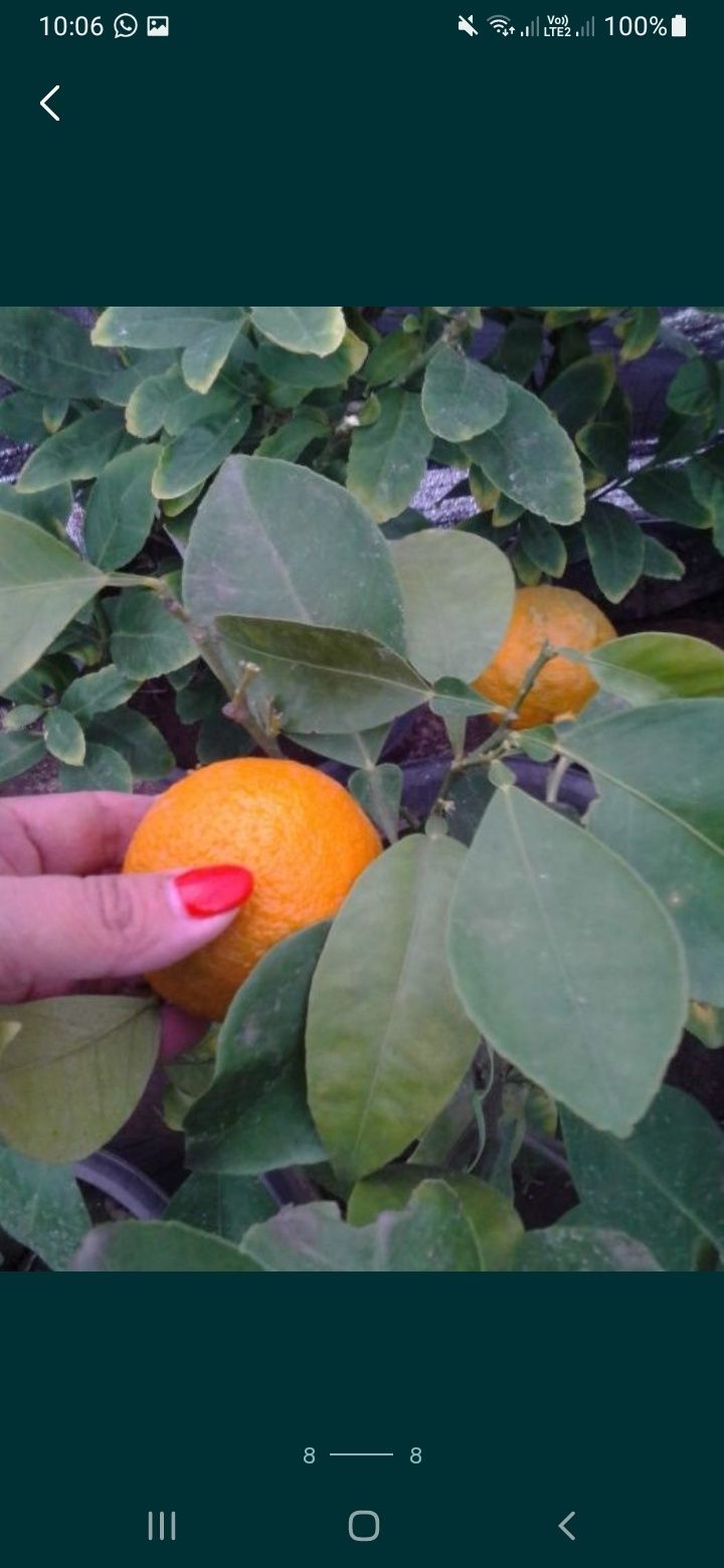 Лимоны, лаймы, мандарины, апельсины  и др.плодоносящие