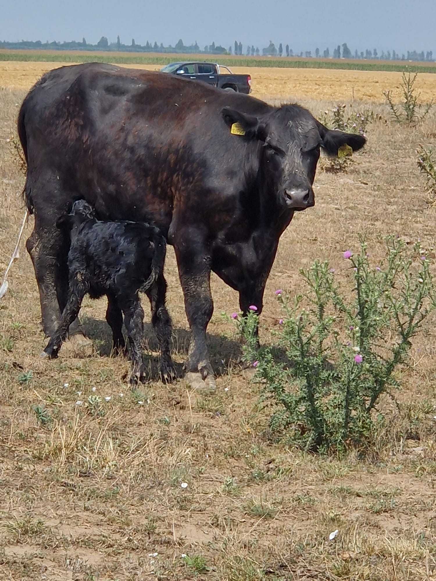 Vaci Aberdeen Angus tinere cu certificat de origine.