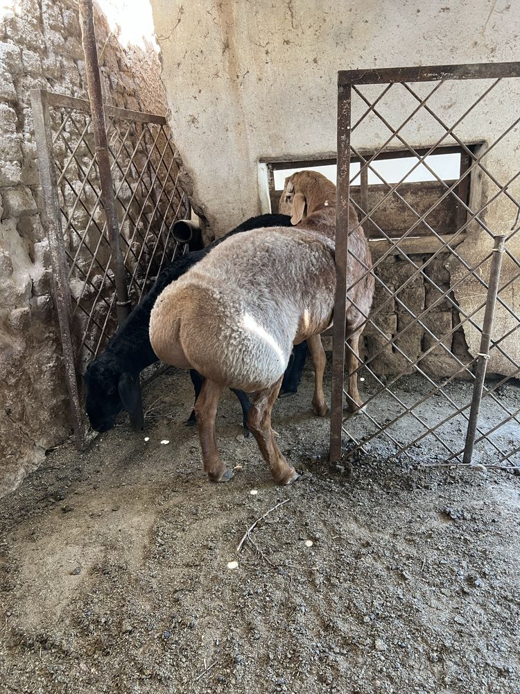 Qo’chqor +45 kg (qoy  qo’y бараны)