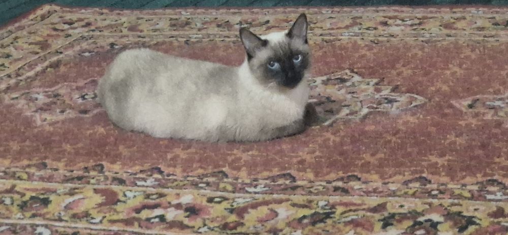 Сиамиский мать кошка хорощая 2 раза ражала..