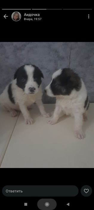 Щенки бесплатно хорошенькие