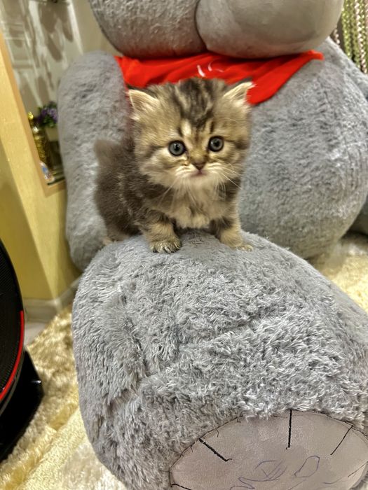 Британская золотая шиншила!