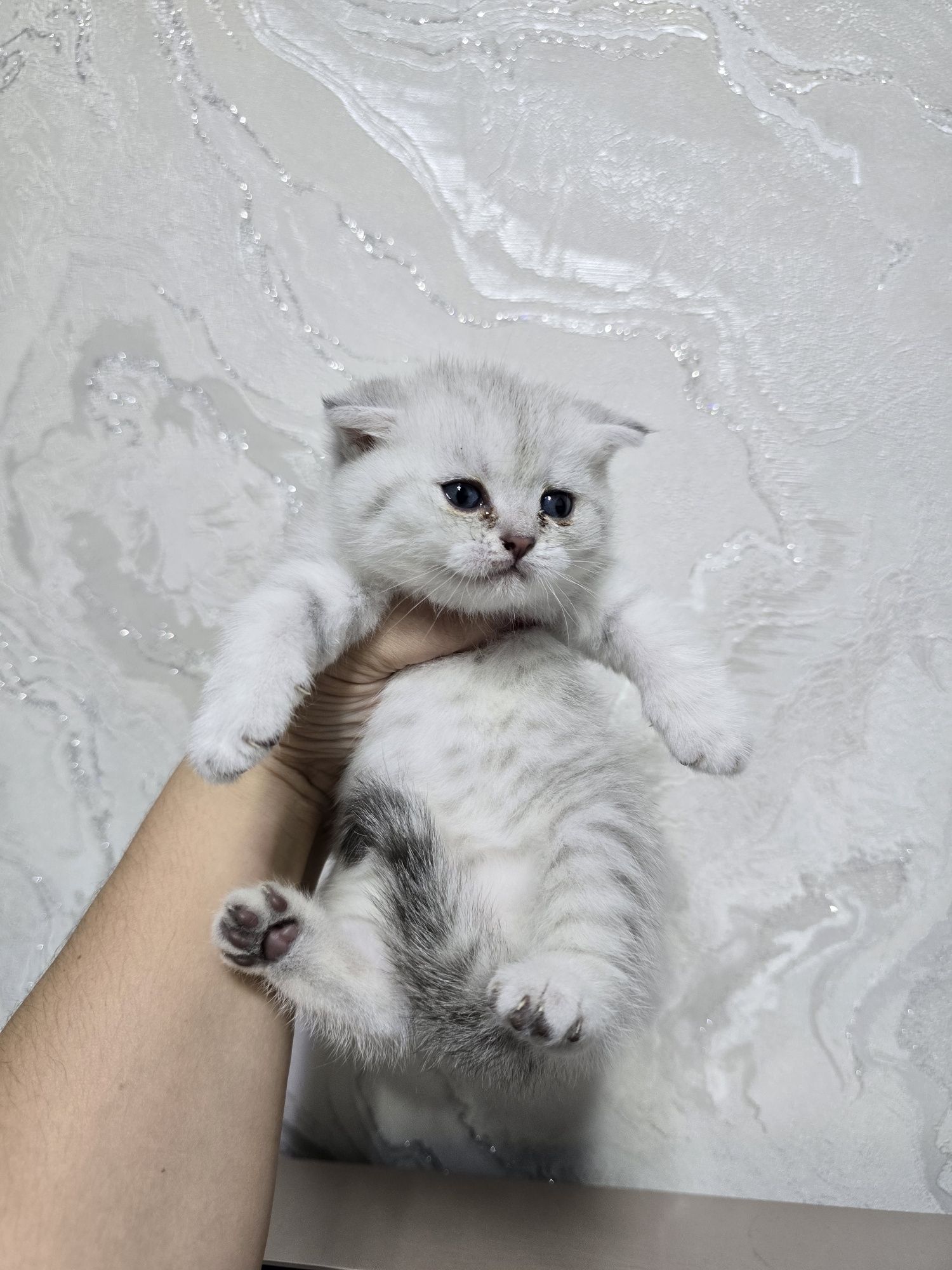 Серебристый шиншилла девичка