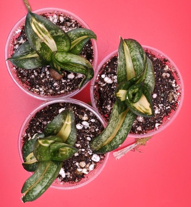 Распродажа комнатных растений! Замиокулькас обычный, равен!