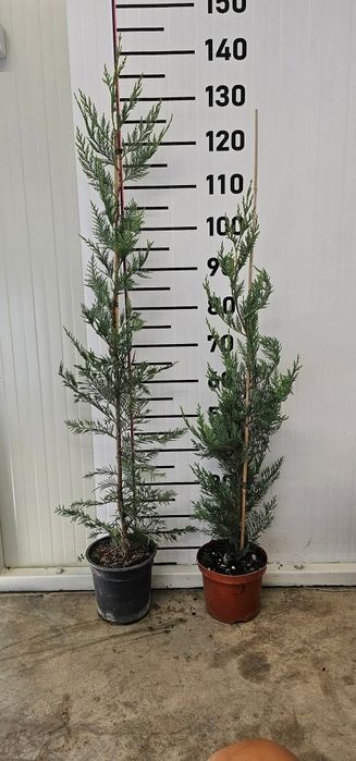 Кипарис лейланди