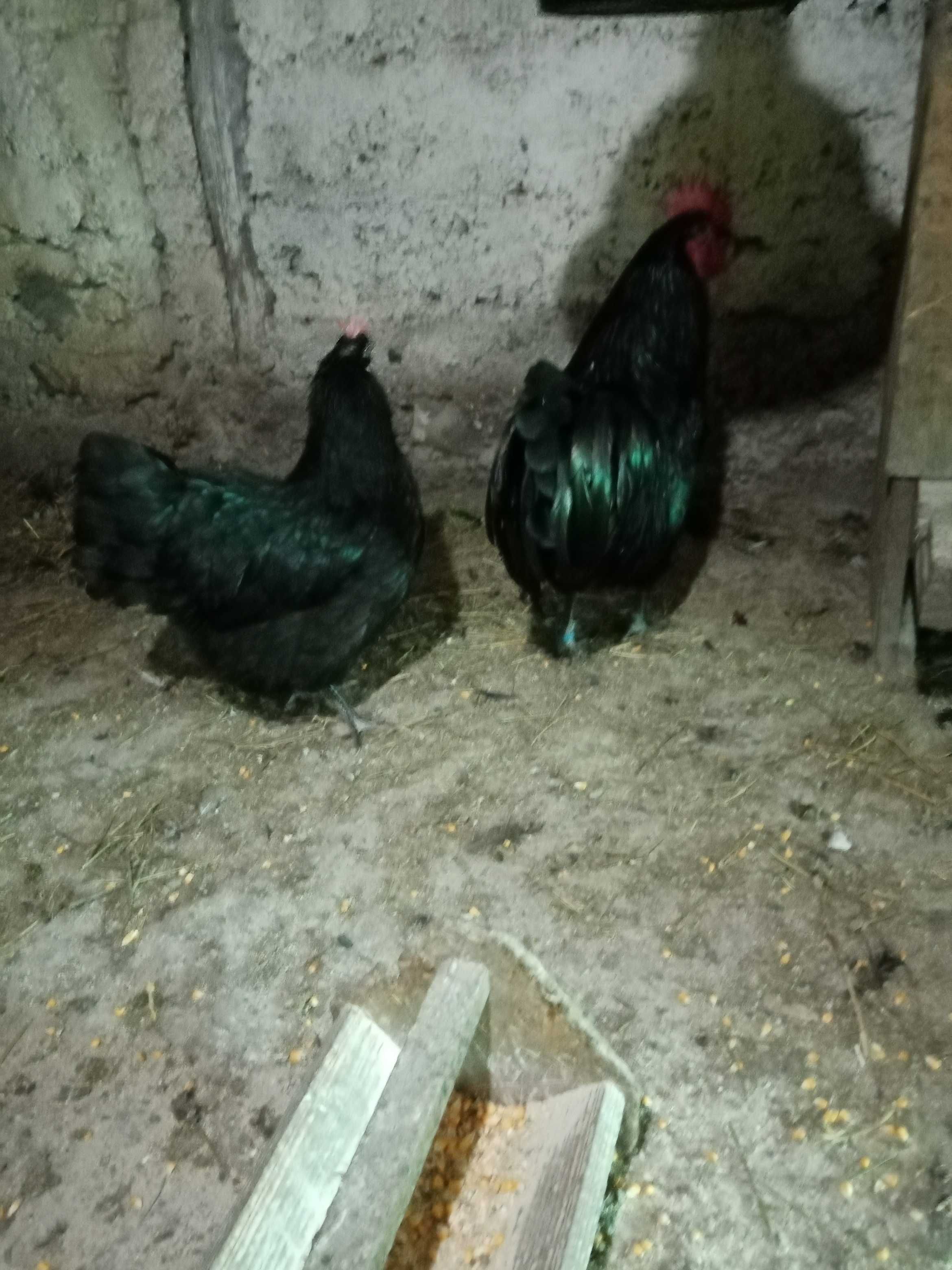 Ofertă ouă pentru incubat