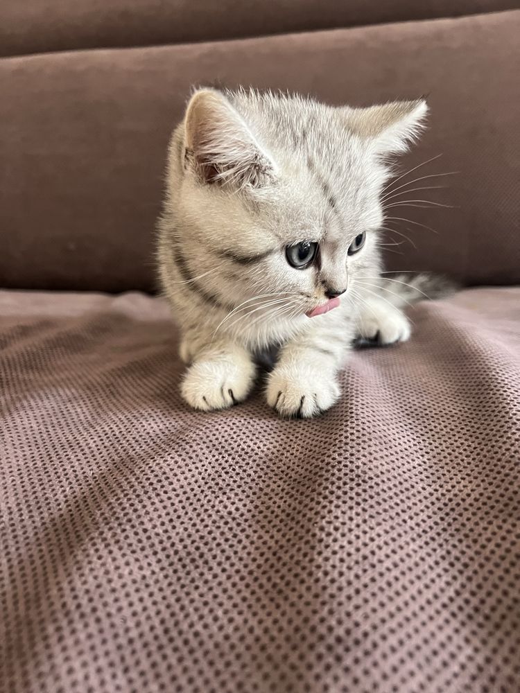 British Shorthair Tabby