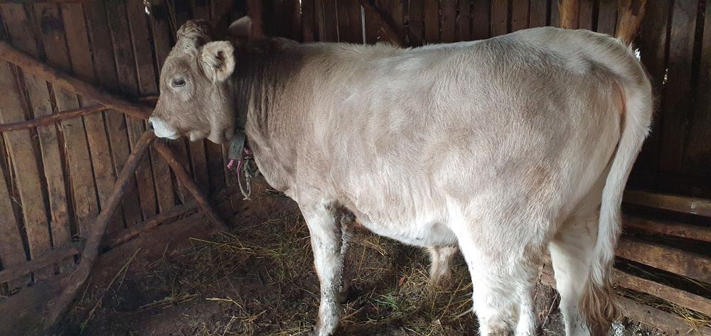 Bovine de Vânzare în Golu Grabicina