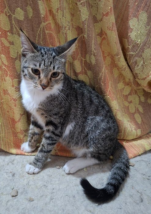 Пристраивается молодая кошечка