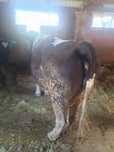 Vaca gestanta mare