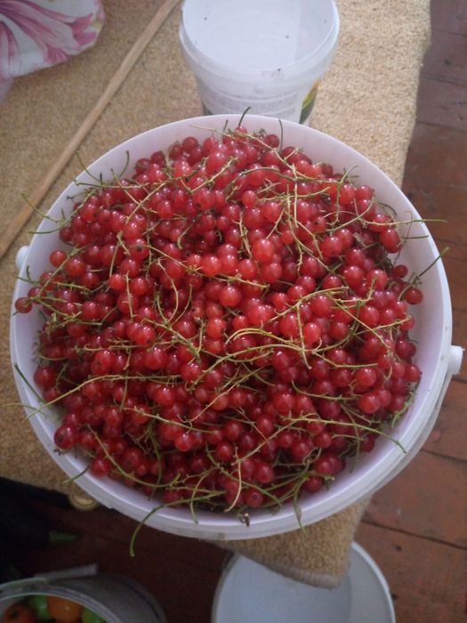 Смородина красная