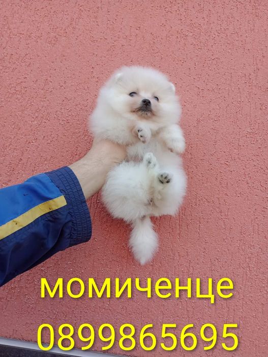 Бели Померани !!