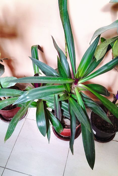 Xonaki gul 
Uzunligi:55sm/55см