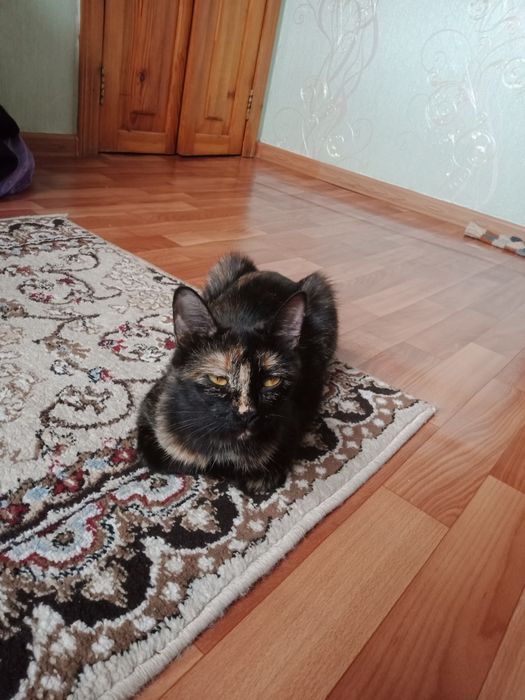 Пристраивается   хорошие руки кошечка